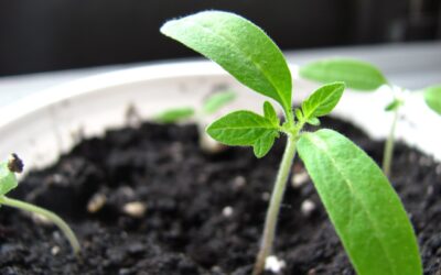 Growing A Garden For Survival