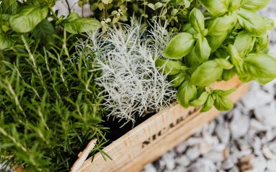 Boost Survival with Companion Planting for Emergency Gardens
