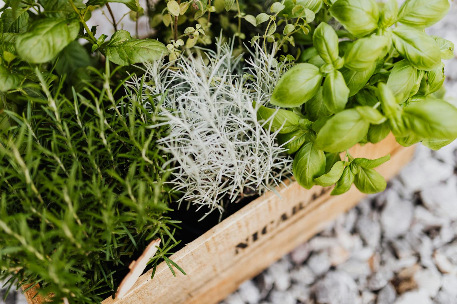 Photo by Photo By: Kaboompics.com A vibrant collection of herbs in a wooden crate, perfect for cooking and gardening enthusiasts.