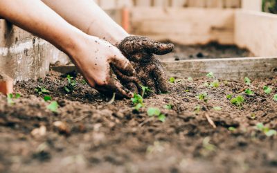 7 Insider Tips for Building a Backyard Garden from Scratch