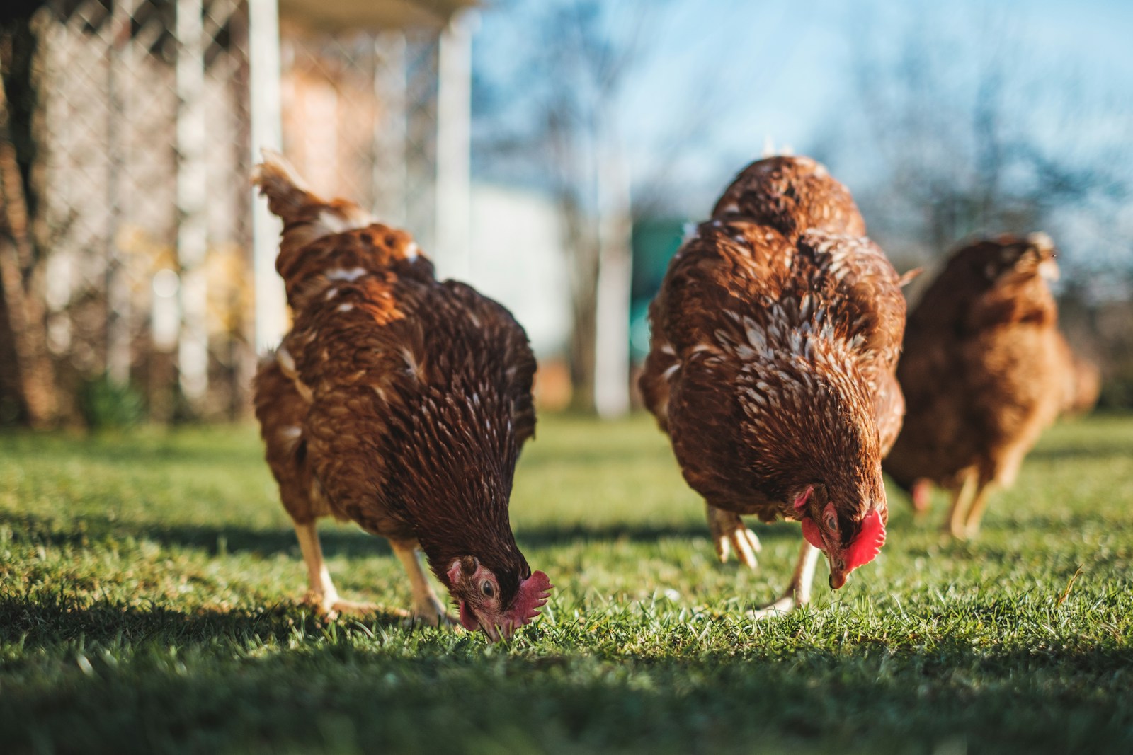 Photo by Jan Baborák a group of chickens walking across a lush green field
