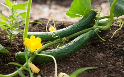 Discover The Easiest Vegetables to Grow