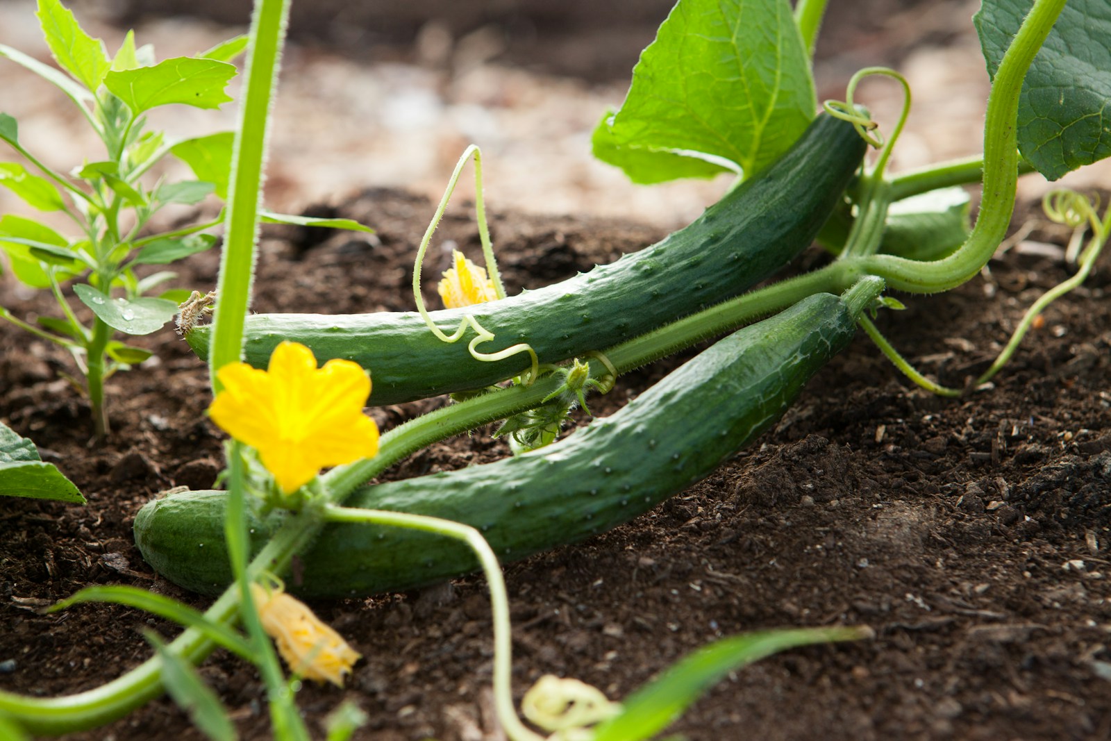 Photo by Kelly Neil two green vegetables