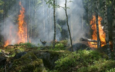 Ultimate Guide to Wildfire Preparedness