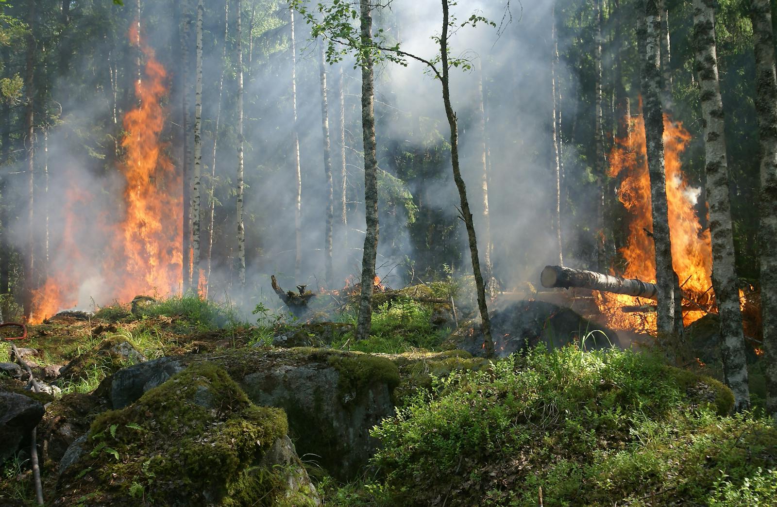 Photo by Pixabay A dramatic forest fire engulfing trees, creating intense smoke and flames against a natural woodland backdrop.