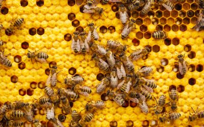 Buzz into Beekeeping for Beginners