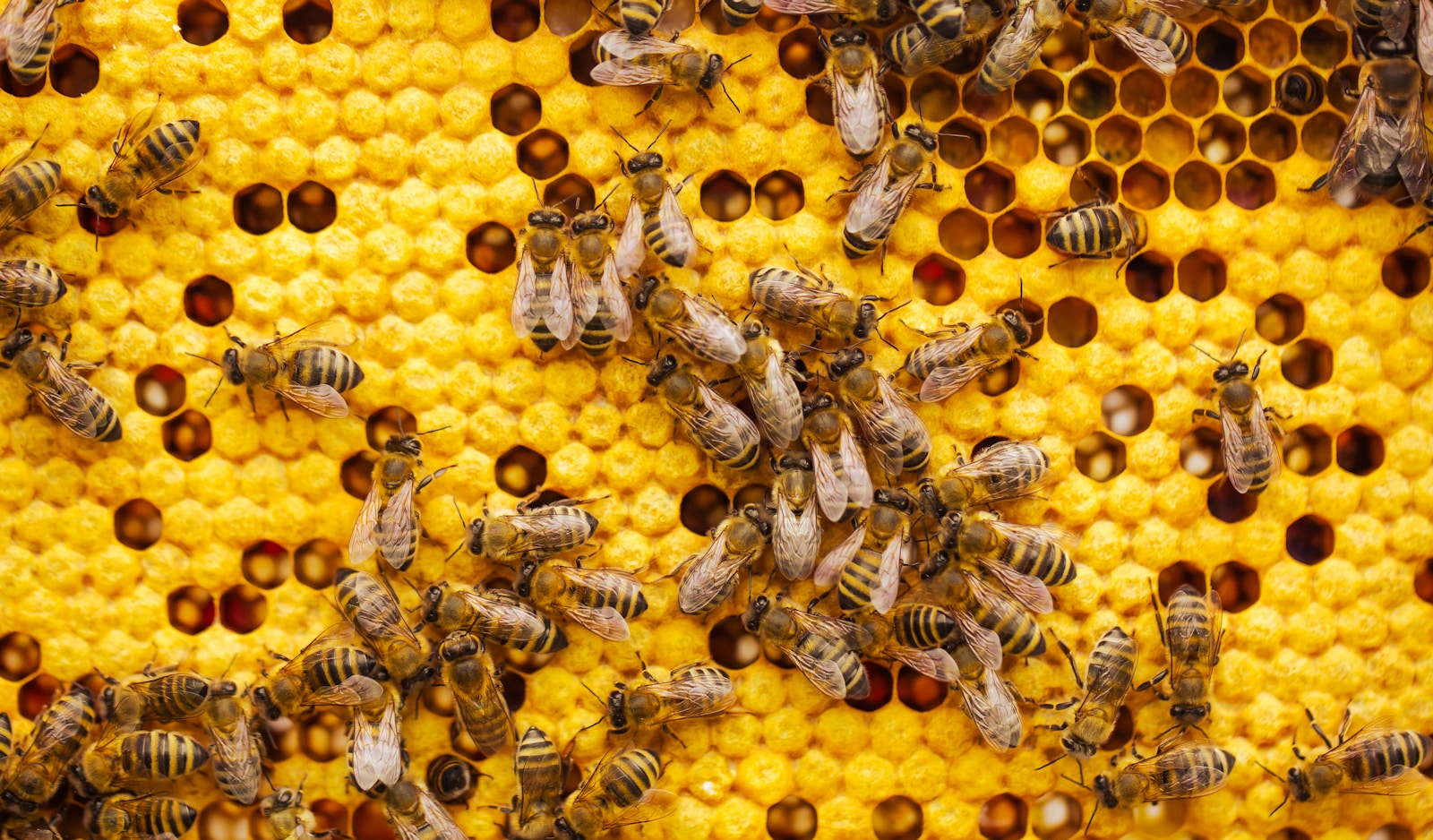 Photo by Simon Kadula a bunch of bees that are on a beehive