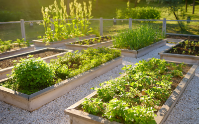 Edible Plants You Can Find in the City