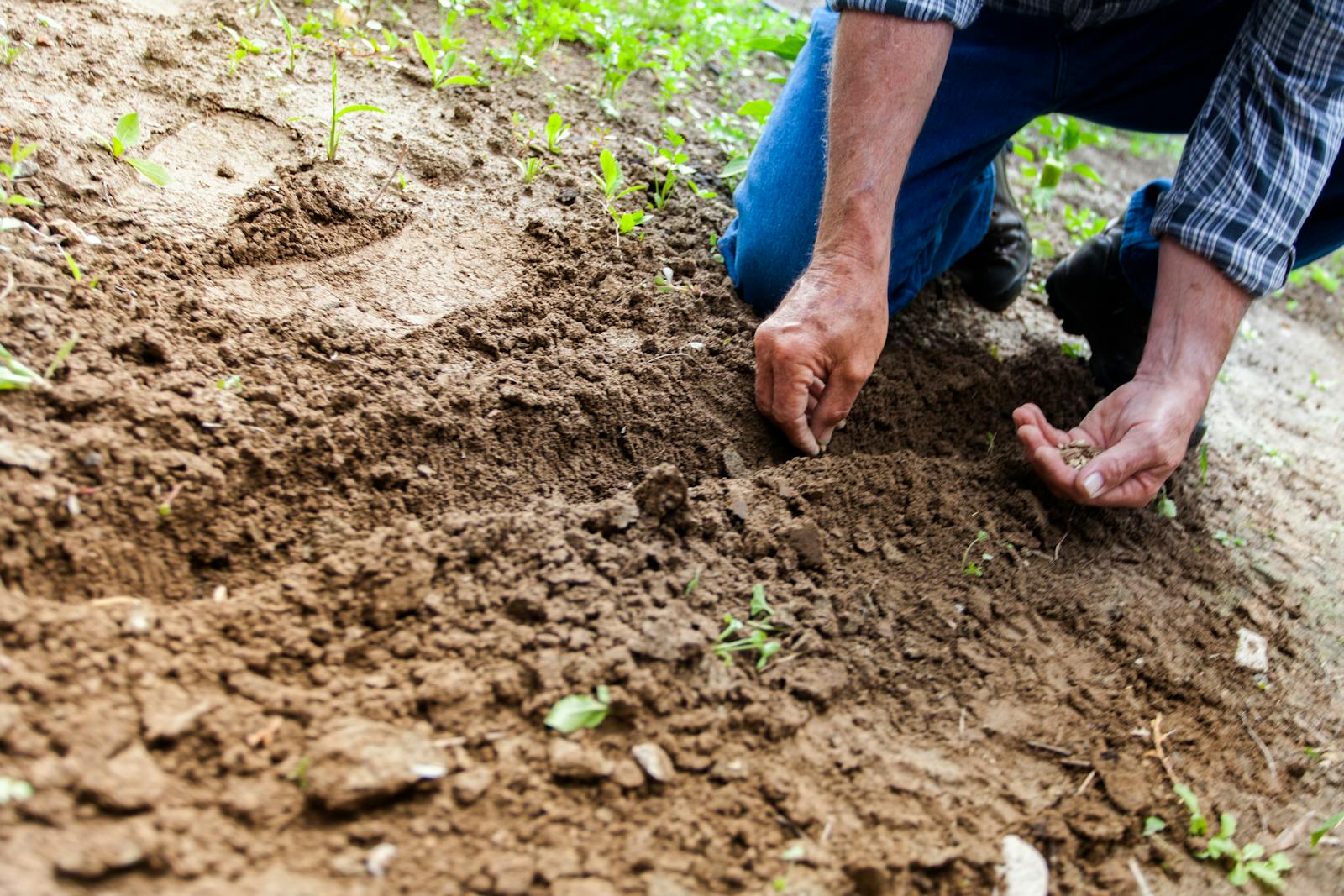 Photo by Binyamin Mellish Close-up of a person planting seeds in soil, emphasizing gardening and cultivation.