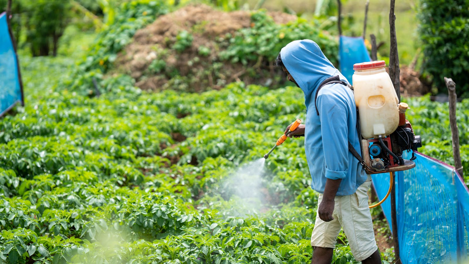 Photo by Dinuka Gunawardana A farmer spraying crops in a lush vegetable field in Pattipola, Sri Lanka.