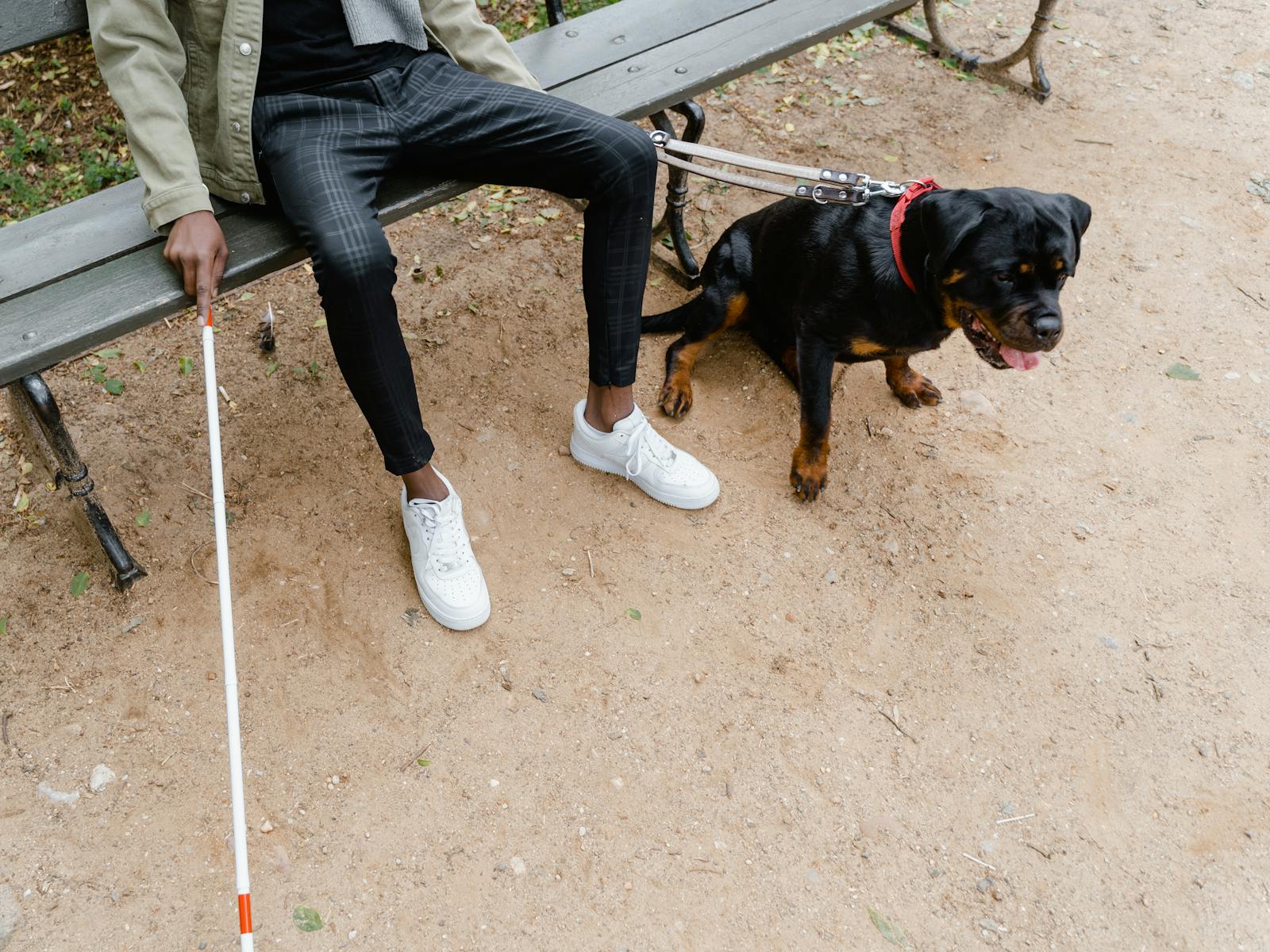 Photo by MART PRODUCTION Man using a white cane sitting with a Rottweiler guide dog on a park bench.