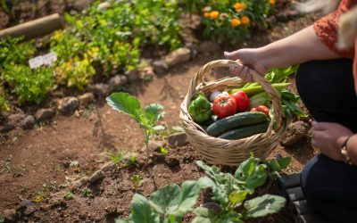Best Crops for Beginner Homesteaders