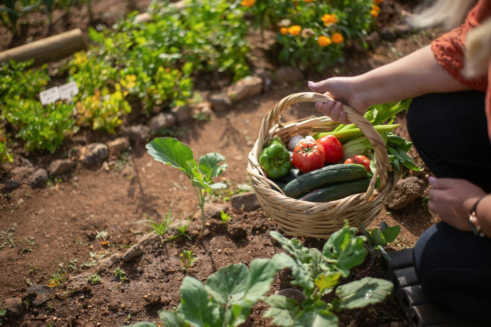 Photo by Kampus Production Woman harvesting fresh vegetables in a sunny Portuguese garden.