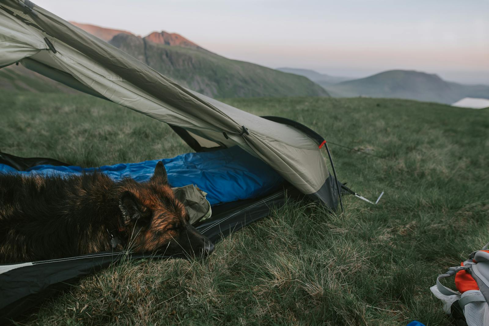 Relaxing camping scene with a dog in a tent at Wasdale Head during daylight.